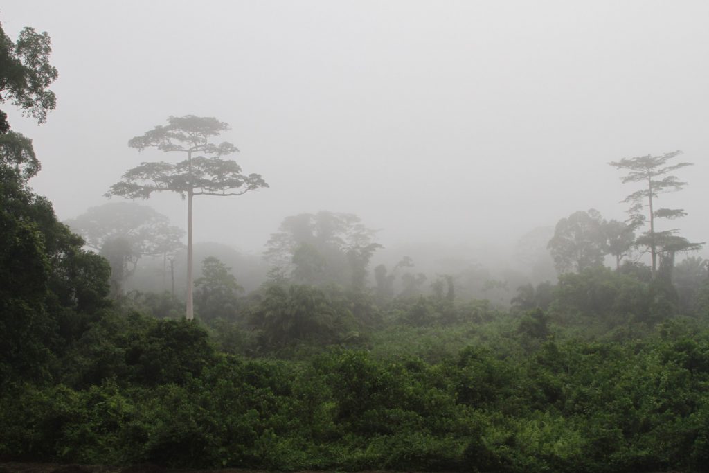 Taï Forest in Ivory Coast, photography of Yakovlev Alexey